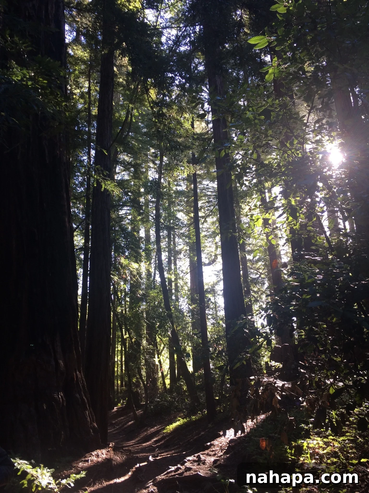 A dramatic scenic view from the Valley View Trail in Big Sur, showcasing lush greenery, rugged cliffs, and the sparkling Pacific Ocean, inviting hikers to explore California's natural wonders.