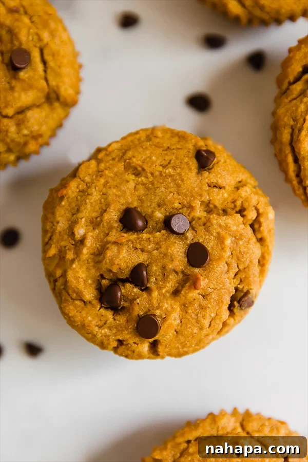 A paleo pumpkin muffin with chocolate chips on top.