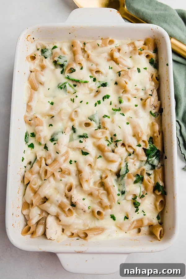 A full baking dish of the finished chicken alfredo no-boil pasta bake, showing its rich, creamy texture and golden top layer.