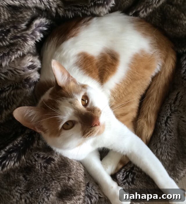 Stinky, a cat with a distinctive heart-shaped marking on his side, looking affectionate.