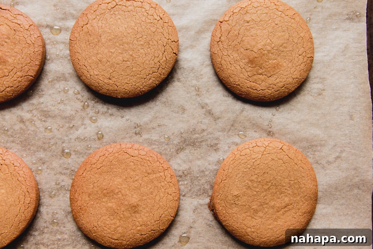 A golden-brown batch of gingerbread cookies cooling on a baking sheet after being perfectly baked.