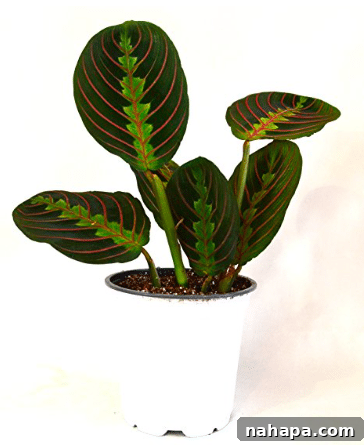 Paleo Holiday Gift Guide 11 A vibrant Prayer Plant, with its distinctive patterned leaves, thrives in a pristine white pot. The soft focus emphasizes the plant's natural beauty and the subtle texture of its foliage.