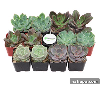 Paleo Holiday Gift Guide 10 A collection of twelve diverse succulent plants, each nestled in its own small pot. The variety of shapes, colors, and textures highlights their unique charm and low-maintenance appeal.