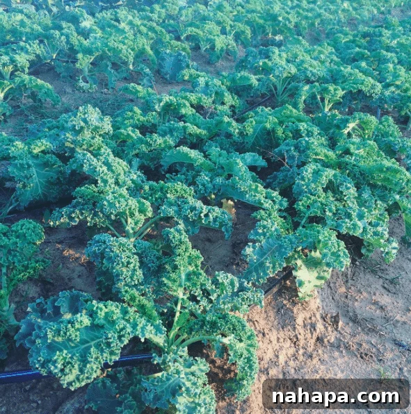 A close-up view of healthy plants growing in neat rows on the farm, ready for harvest.