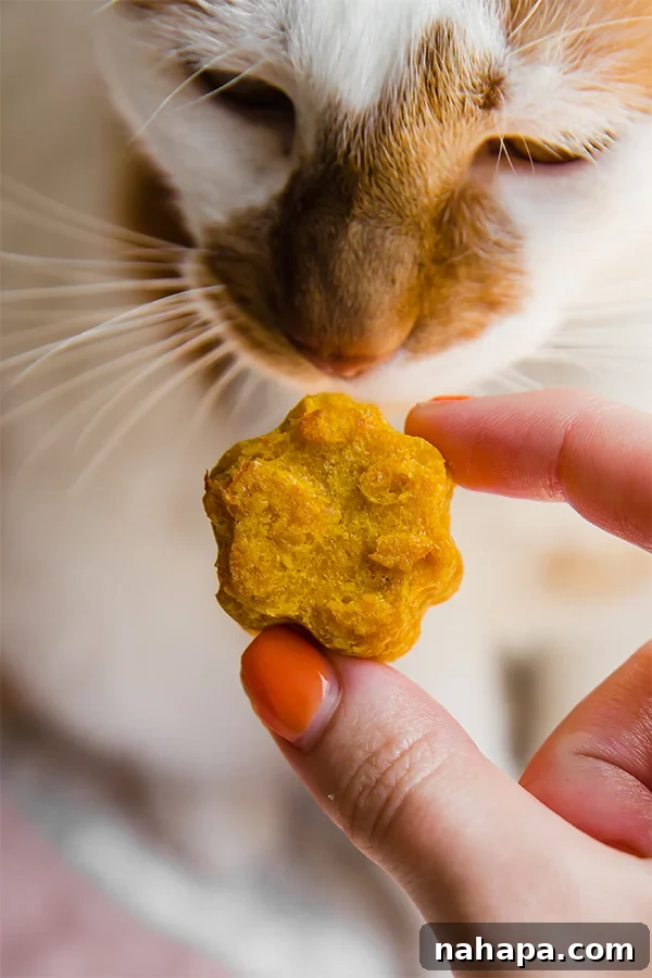 Purr-fectly Wholesome Pumpkin Bites for Cats 3 cat treats being made in a bowl